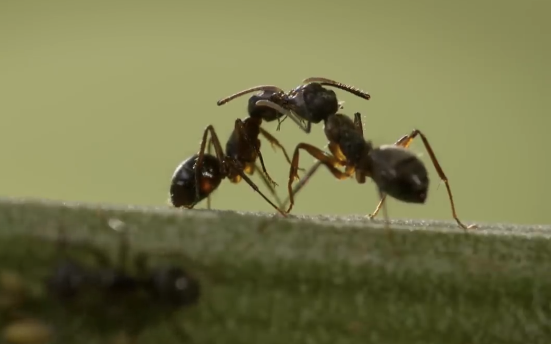 Animation Ateliers Philo durant les vacances
